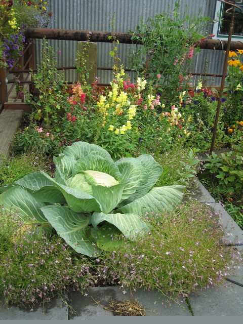 cabbage.JPG