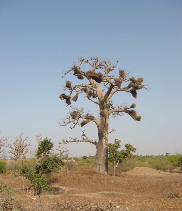 senegal_tree.JPG