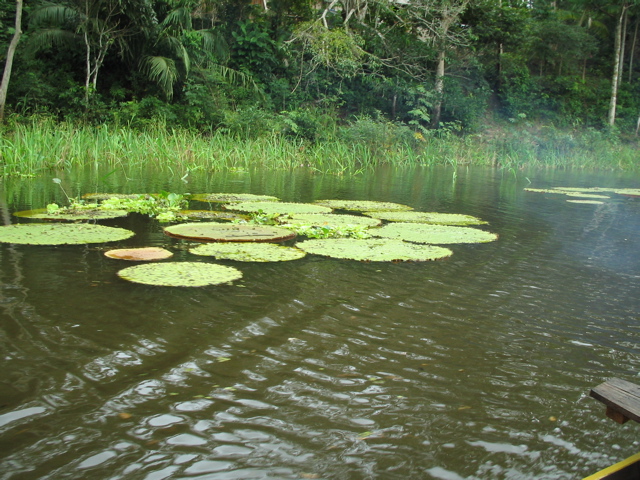 lily pads.JPG