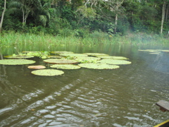 lily pads.JPG