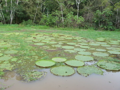 lily pad2.JPG